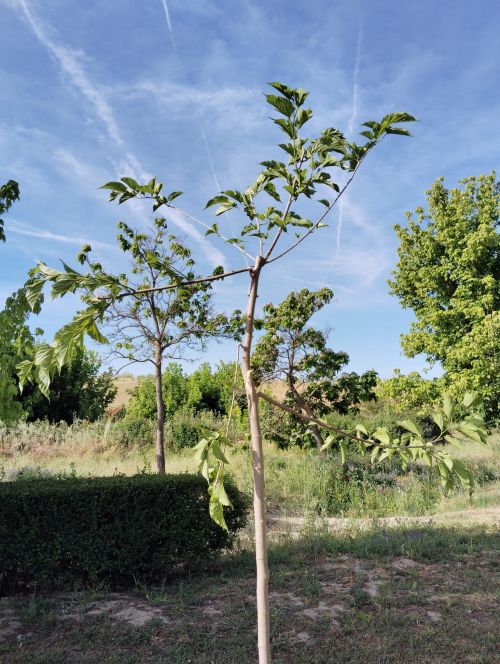 Los nuevos árboles plantados sufren actos de vandalismo