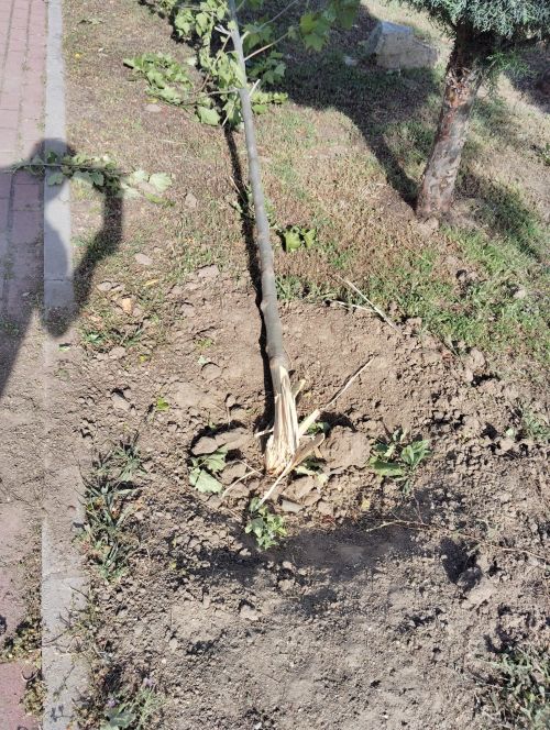 WhatsApp Image 2024-05-28 at 09.12.13 Los nuevos árboles plantados sufren actos de vandalismo