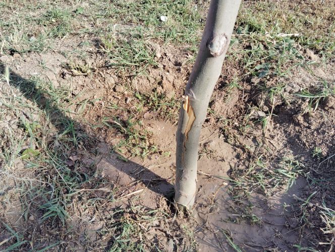 Los nuevos árboles plantados sufren actos de vandalismo